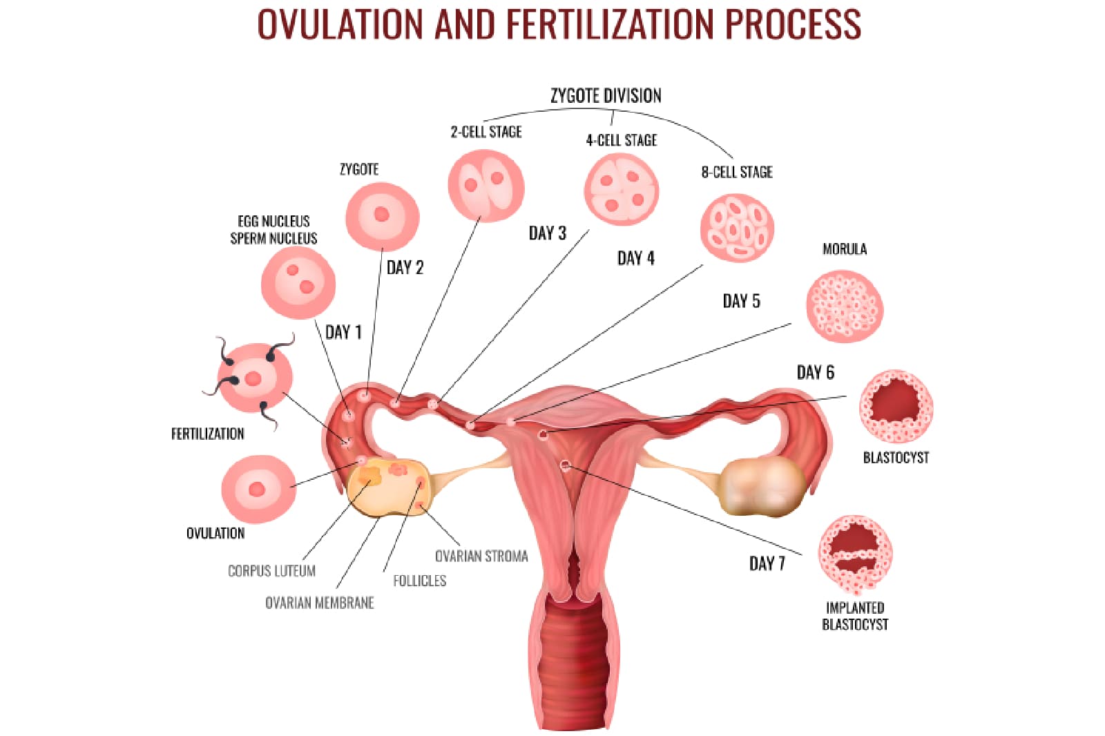 Understanding ovulation: The Key to Fertility