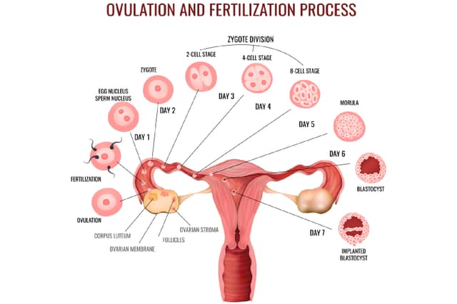 Understanding ovulation: The Key to Fertility